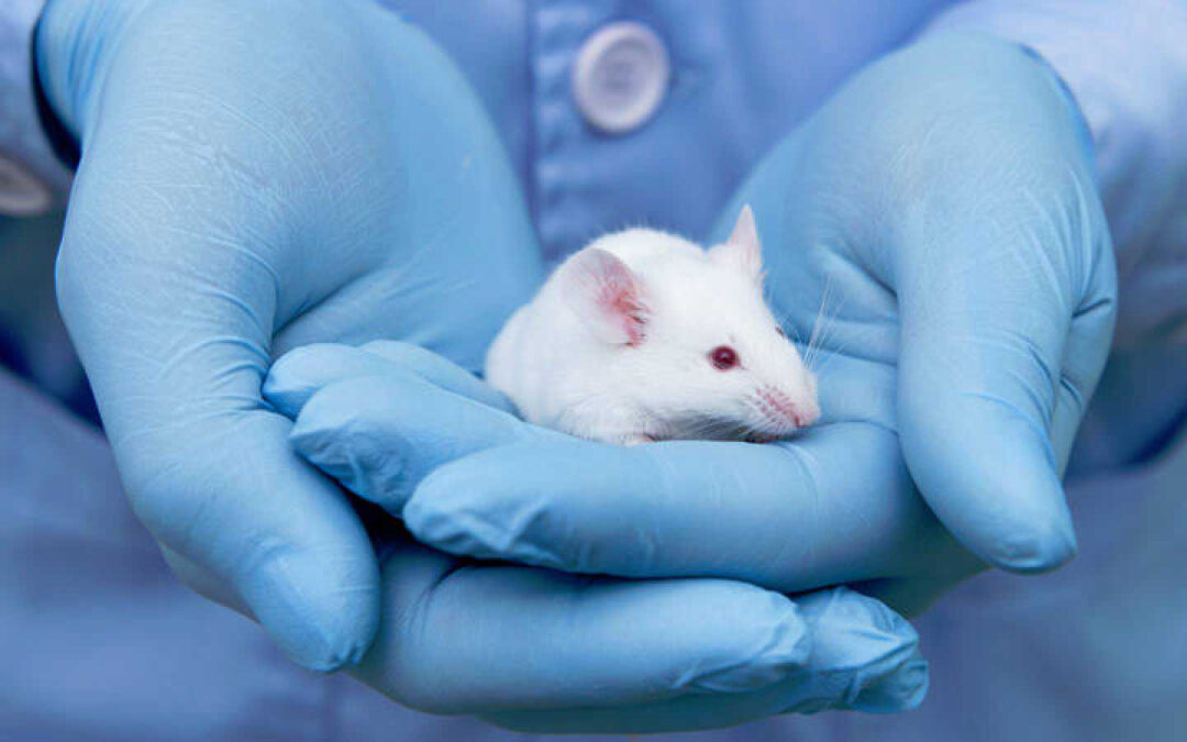 Encuesta SED sobre experimentación animal: queremos saber tu opinión