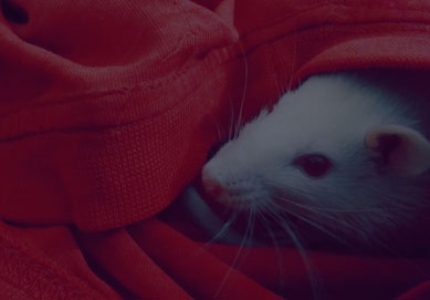 Declaración de apoyo a la Directiva Europea 2010/63/UE (“Directiva”) relativa a la protección de los animales utilizados para fines científicos